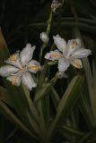 Iris japonica 'Variegata' RCP4-07 175.jpg